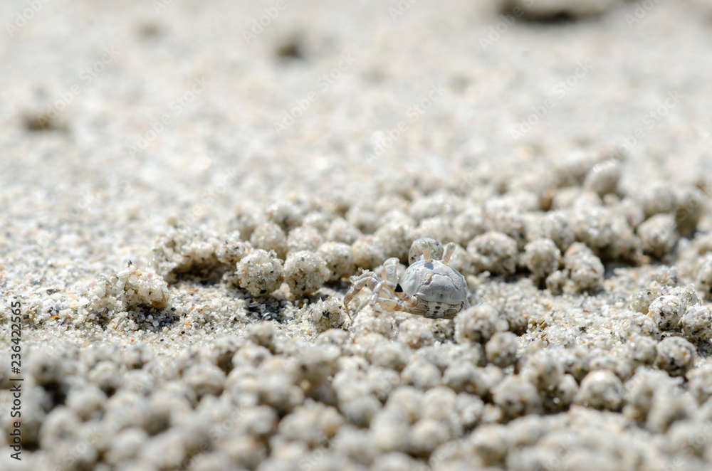 Crabs and sand grains on the beach with blurred background. Crabs and sand grains on the beach with blurred background.