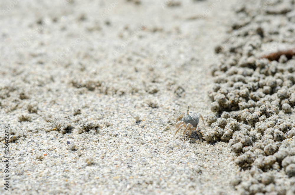 Crabs and sand grains on the beach with blurred background. Crabs and sand grains on the beach with blurred background.