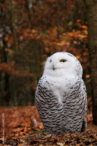 Snowy owl sitting on the ground in a forest photo