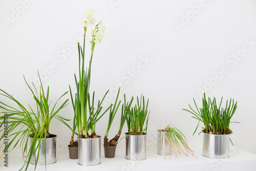 Home flowers in metallic pots  white wall.