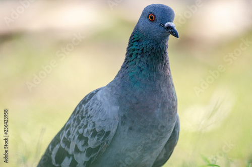 Dove with background blurred