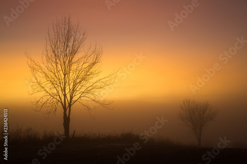 Foggy sunset evening, landscape with a tree.