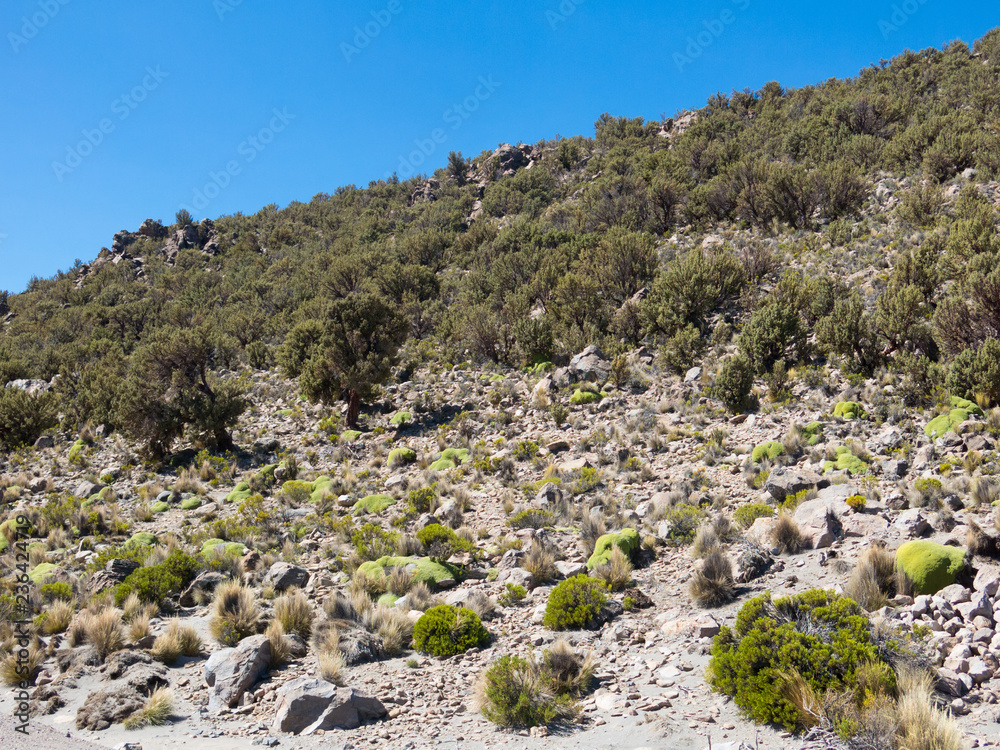 Quenoa forest, Polylepis tarapacana, the only vegetation that grows at 4000 meters altitude. Quenoa forest, Polylepis tarapacana, the only vegetation that grows at 4000 meters altitude.
