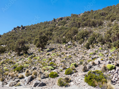 Quenoa forest, Polylepis tarapacana, the only vegetation that grows at 4000 meters altitude. photo