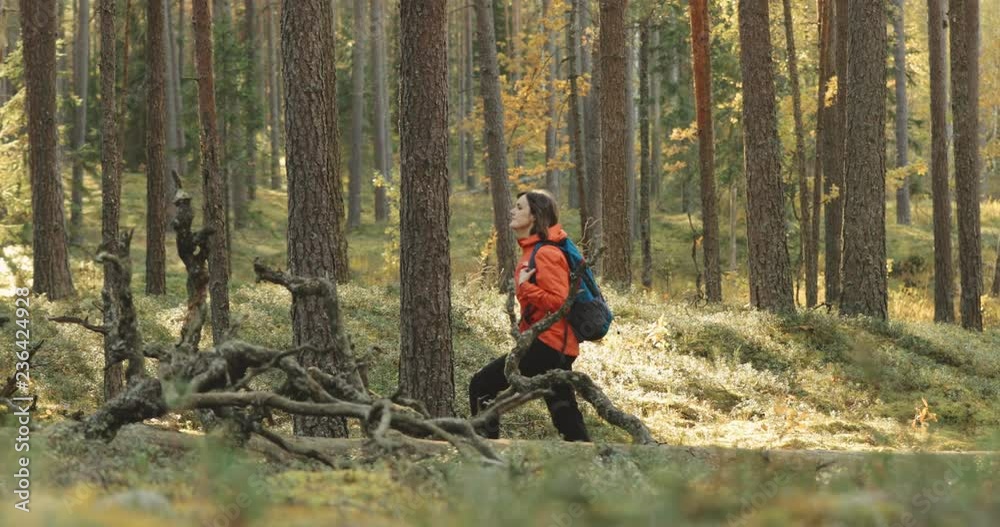 Belarus. Young Active Caucasian Woman Walking In Autumn Forest. Active Lifestyle In Fall Age Nature. Lady Walking In Wild Forest Belarus. Young Active Caucasian Woman Walking In Autumn Forest. Active Lifestyle In Fall Age Nature. Lady Walking In Wild Forest