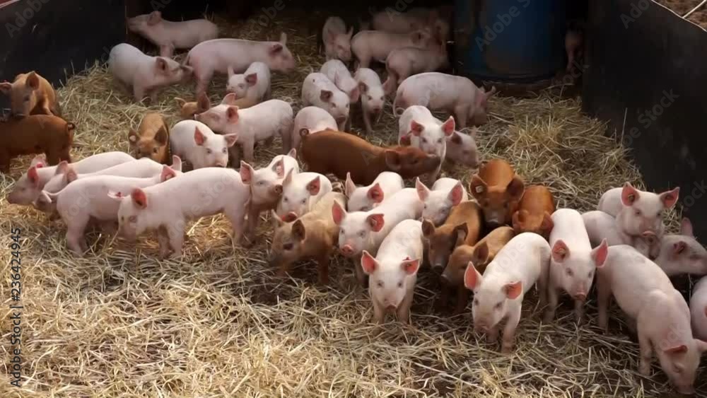 Ferkel in einer mit Stroh eingestreuten Outdoor-Ferkelhütte sind neugierig Ferkel in einer mit Stroh eingestreuten Outdoor-Ferkelhütte sind neugierig