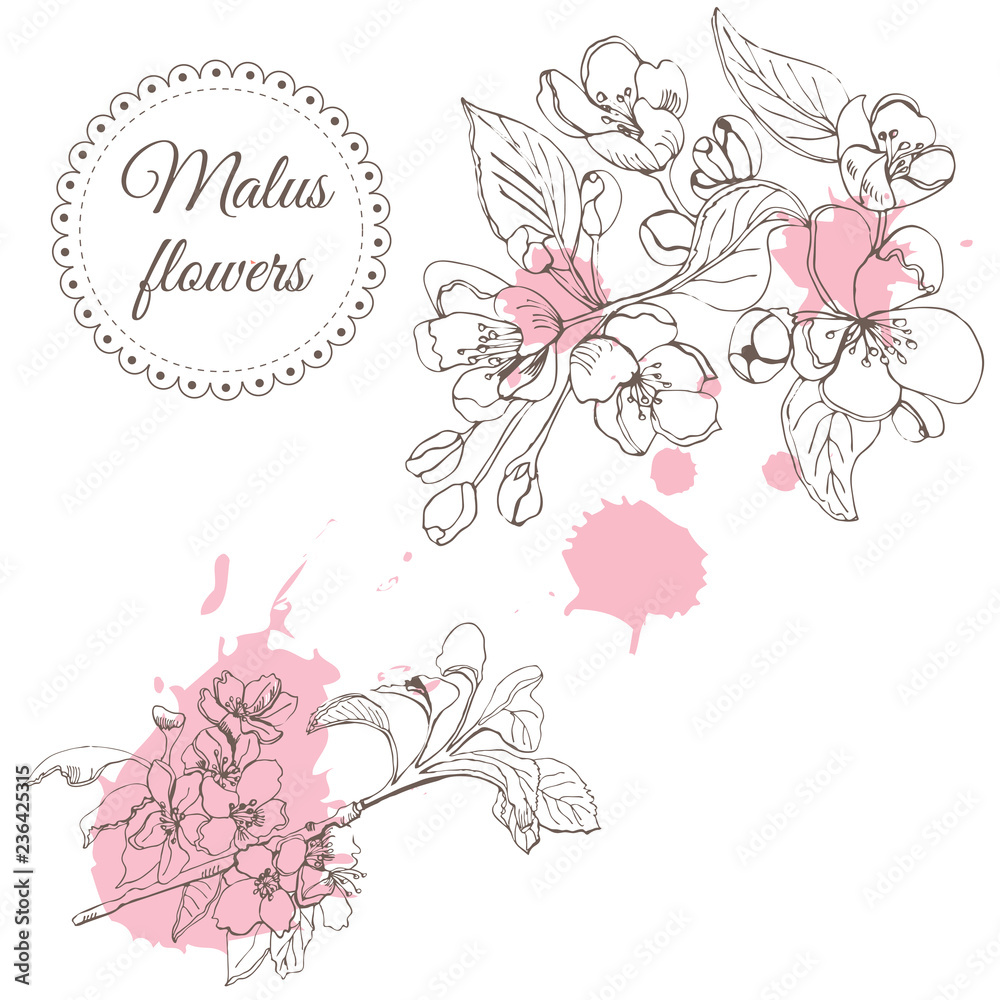 Fototapeta premium Retro composition of blossoming branch of apple tree and abstract pink spots. Hand drawn sketch of malus flowers on white background.