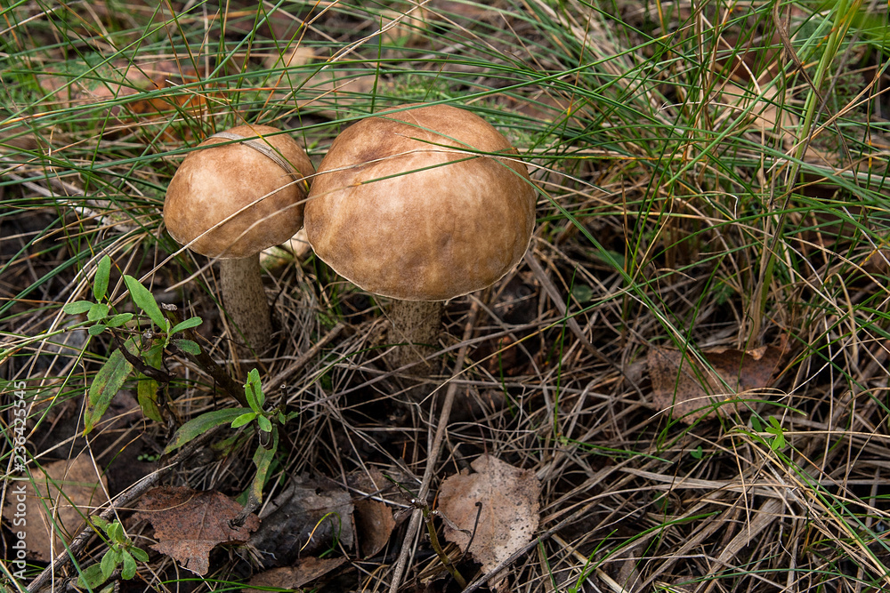 Close up view of two brown cap boletus growing in forest. Close up view of two brown cap boletus growing in forest.