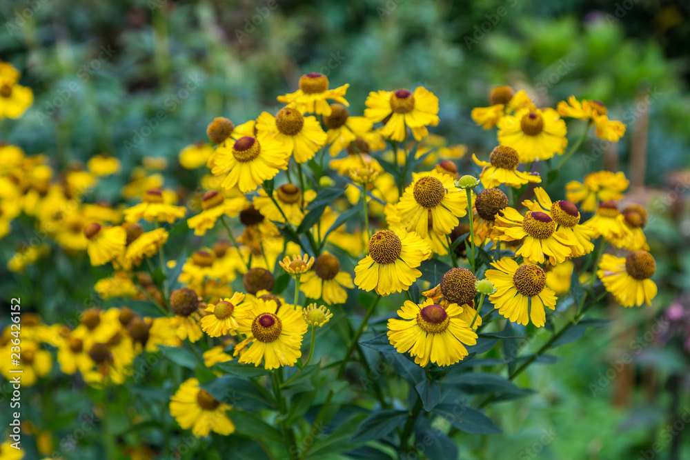 Helenium flower. Season autumn yellow background Helenium flower. Season autumn yellow background