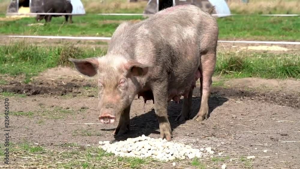 Agrarvideo - Sau auf einer Weide frisst Mehlpellets