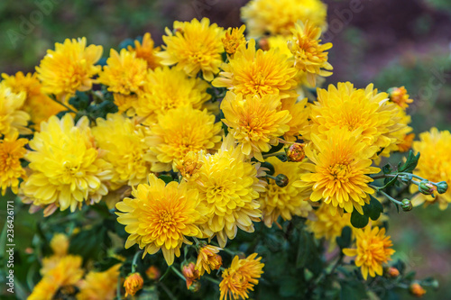Yellow chrysanthemum flowers background 