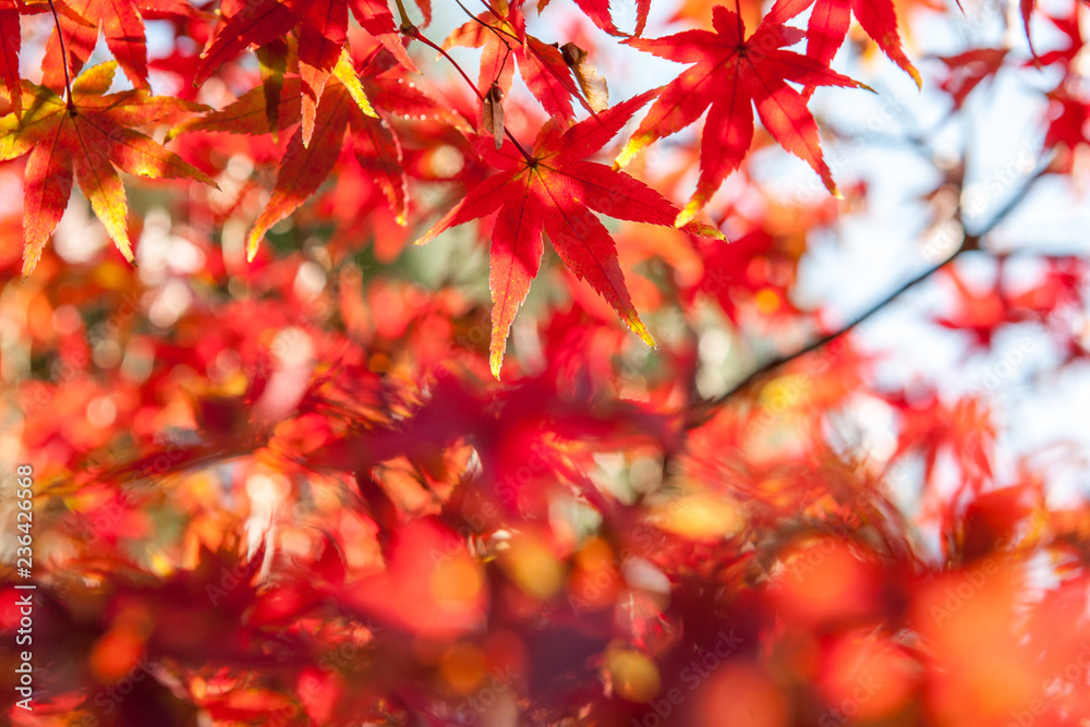 Selective Focus of Maple leaf red in autumn season time with copy space on blurred nature background Selective Focus of Maple leaf red in autumn season time with copy space on blurred nature background