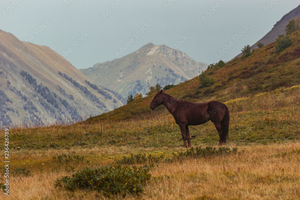 horse in mountains