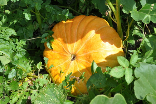 orange pumkin in the garden