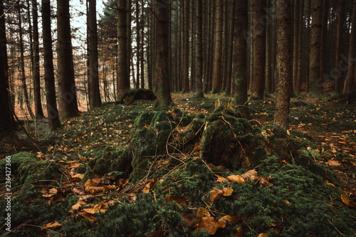 forest floor in autumn