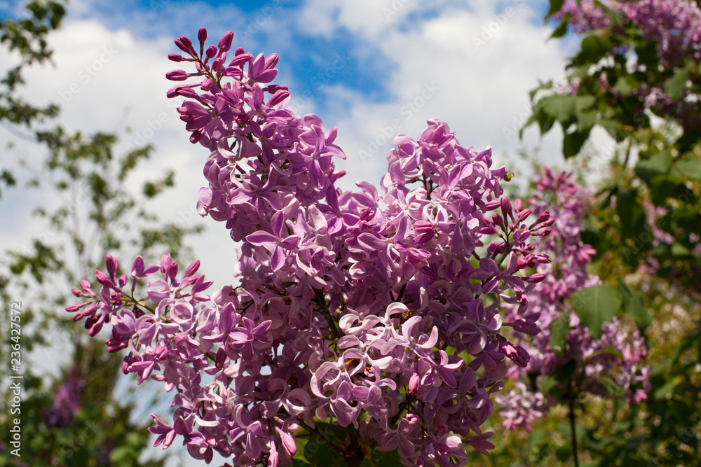 Blooming lilac branch Blooming lilac branch