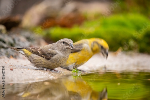 Crossbill, Loxia curvirostra photo