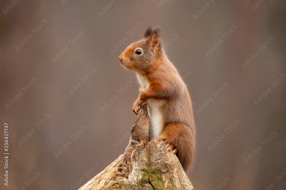 Squirrel, Red Squirrel, Sciurus vulgaris
