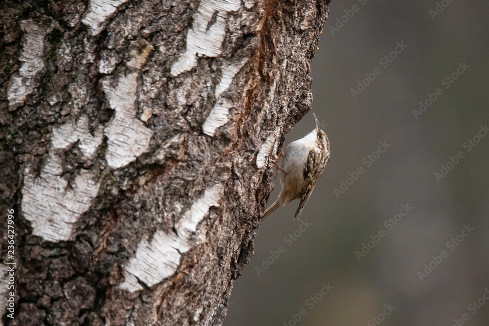 Short toed Tree-creeper, Certhia brachydactyla Short toed Tree-creeper, Certhia brachydactyla