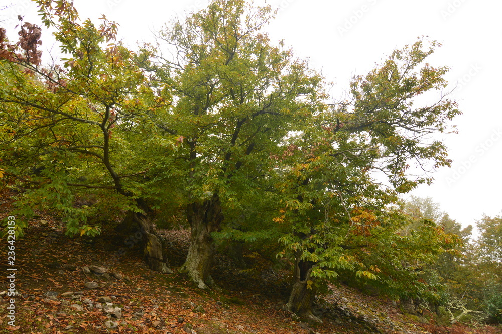 Chestnut Tree Forest Very Leafy Full Of Chestnuts On The Ground On A Cloudy Day In The Medulas. Nature, Travel, Landscapes. November 3, 2018. The Medulas. Lion. Spain. Chestnut Tree Forest Very Leafy Full Of Chestnuts On The Ground On A Cloudy Day In The Medulas. Nature, Travel, Landscapes. November 3, 2018. The Medulas. Lion. Spain.