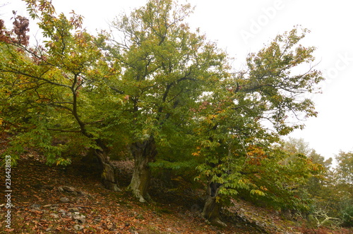 Fototapeta Naklejka Na Ścianę i Meble -  Chestnut Tree Forest Very Leafy Full Of Chestnuts On The Ground On A Cloudy Day In The Medulas. Nature, Travel, Landscapes. November 3, 2018. The Medulas. Lion. Spain.