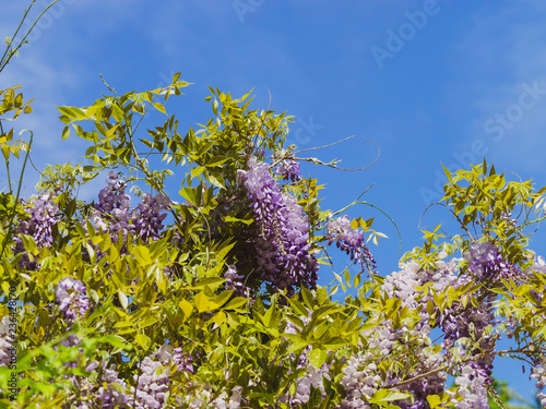 Glycine (Wisteria). Feuilles et inflorescences aux fleurs de couleur bleu violacé photo