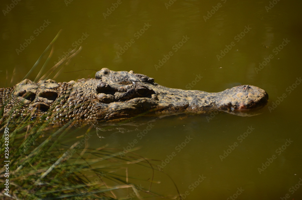 Fototapeta premium Krokodil in Autralien