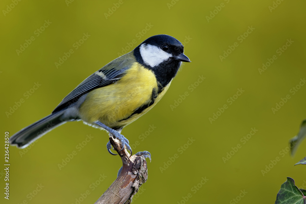 Obraz premium Kohlmeise