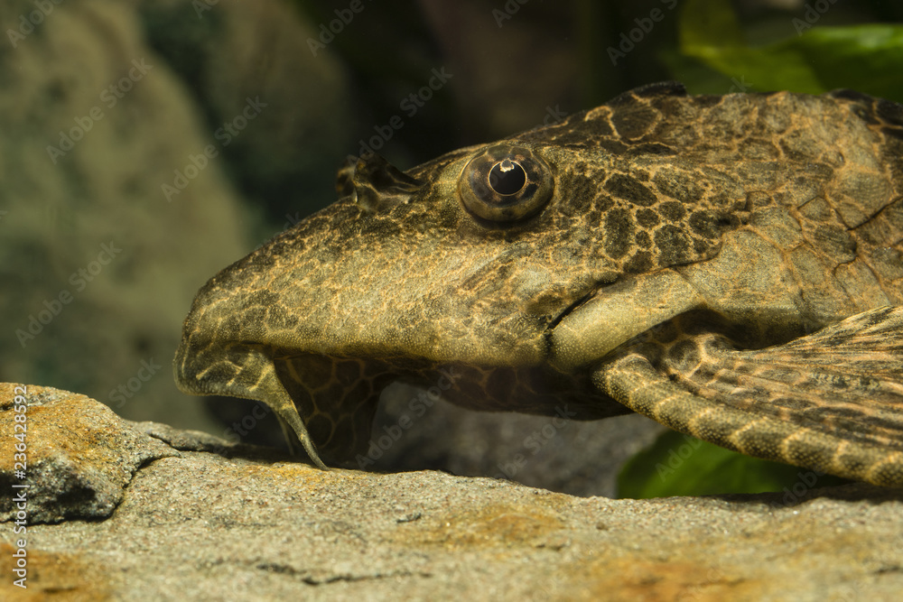 Ancistrus fish in the aquarium - detail on head. Ancistrus fish in the aquarium - detail on head.