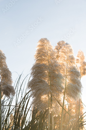 Gold Haze Autumn Plant