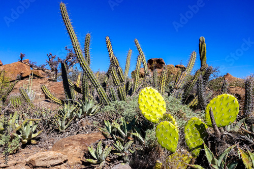 A group of different cacti, including chaparral prickly pear (Opuntia oricola) and Cardón Gigante (Pachyrereus pringlei) in the Sierra San Francisco near San Ignacio in Baja California Sur, Mexico