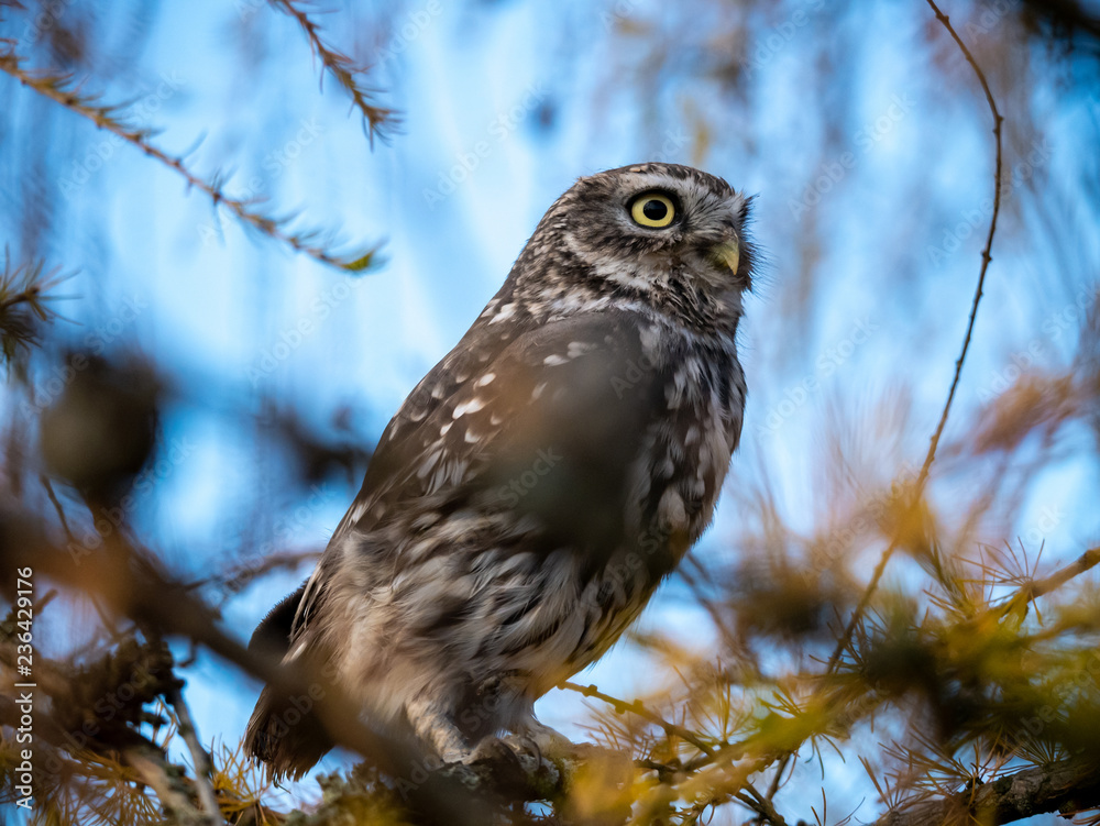 Little owl (Athene noctua) sitting on tree. Blue sky in background. Little owl portrait. Owl sitting on branch. Owl on tree. Little owl (Athene noctua) sitting on tree. Blue sky in background. Little owl portrait. Owl sitting on branch. Owl on tree.