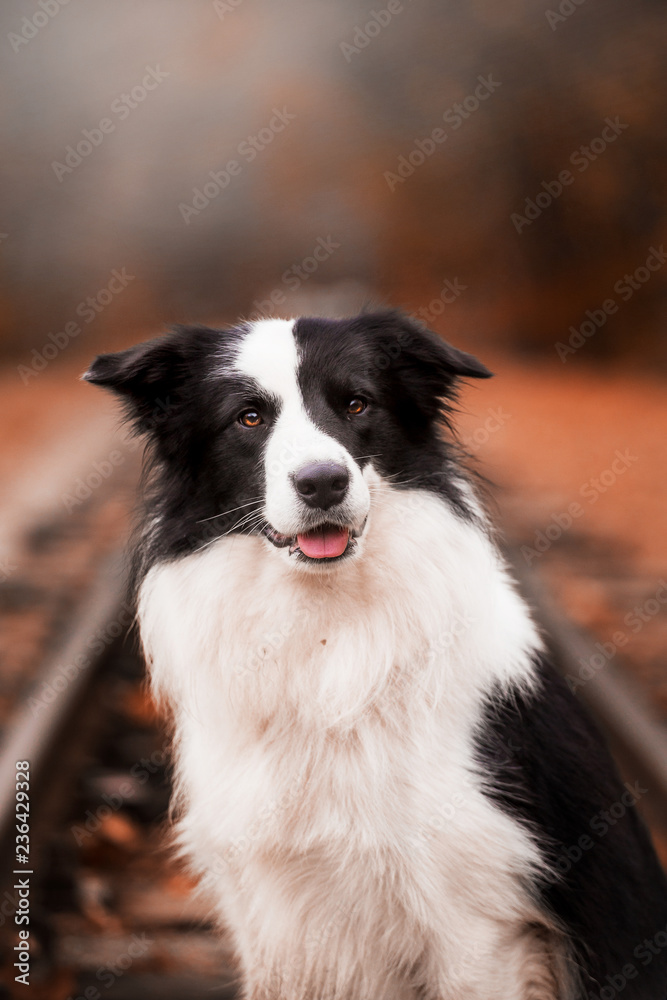 Dog breed Border Collie in the autumn forest Dog breed Border Collie in the autumn forest