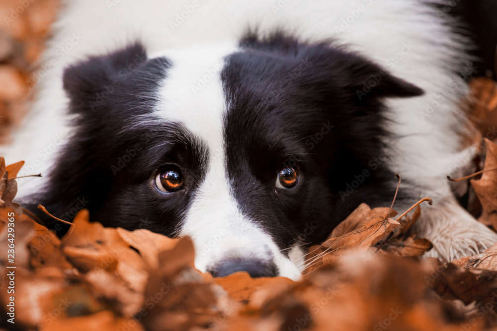 Dog breed Border Collie in the autumn forest Dog breed Border Collie in the autumn forest