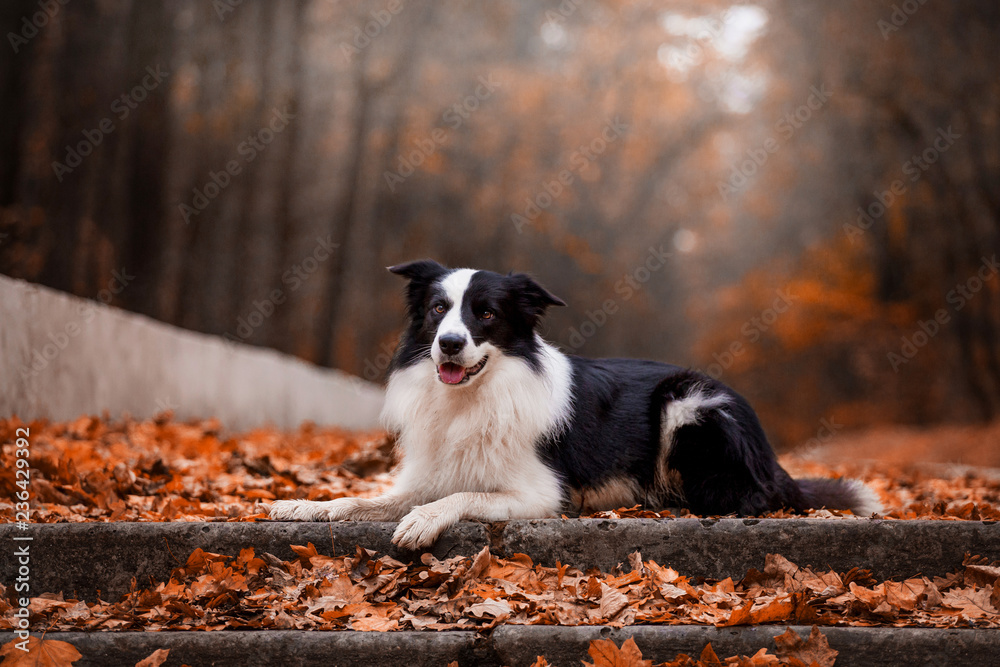 Dog breed Border Collie in the autumn forest Dog breed Border Collie in the autumn forest