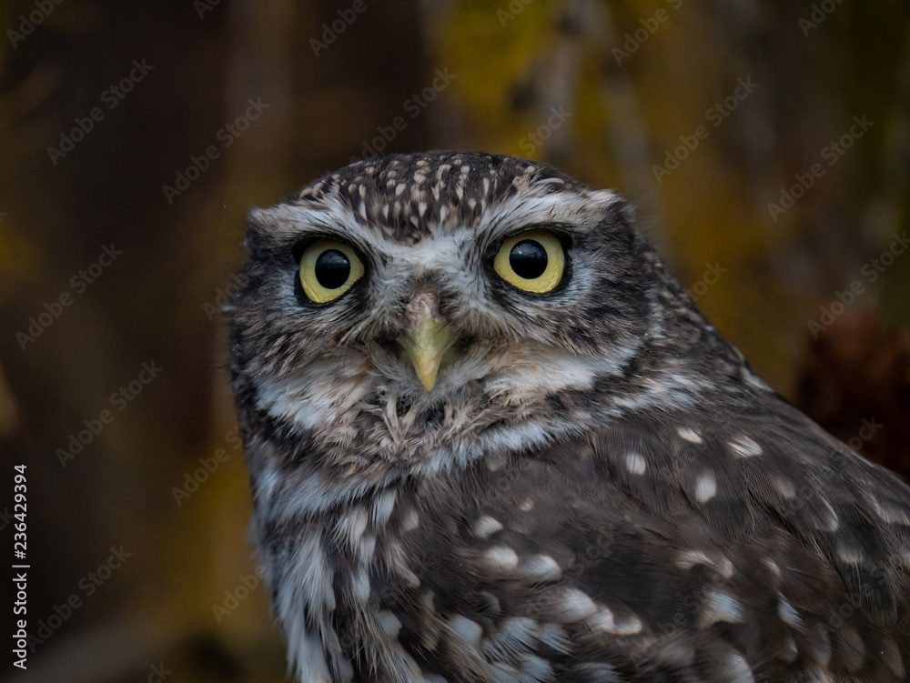 Little owl (Athene noctua) sitting on tree. Dark forest in background. Little owl portrait. Owl sitting on branch. Owl on tree.