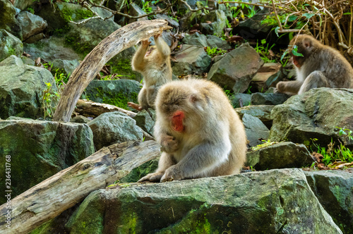 地獄谷野猿公園の秋
