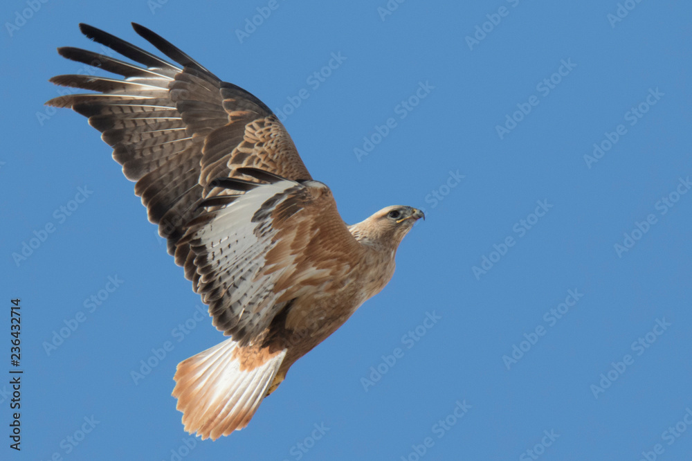 Fototapeta premium long-legged buzzard (Buteo rufinus)