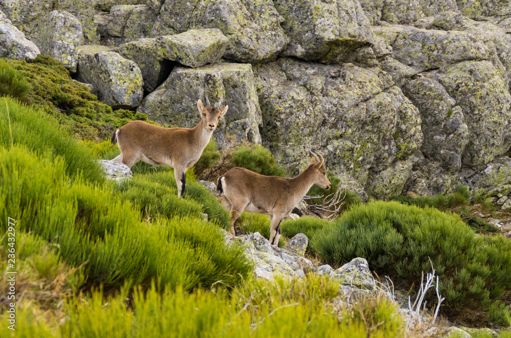 Two female ibex among the rocks of the mountain Two female ibex among the rocks of the mountain