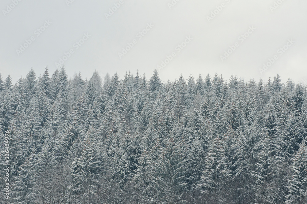 Snow-covered tops of firs. Thick coniferous forest. Winter landscape Snow-covered tops of firs. Thick coniferous forest. Winter landscape