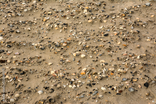 Seashells mixed in the sands on the beach