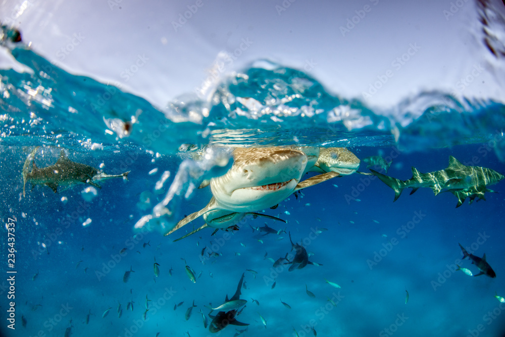 Fototapeta premium Rekin cytrynowy na Bahamach