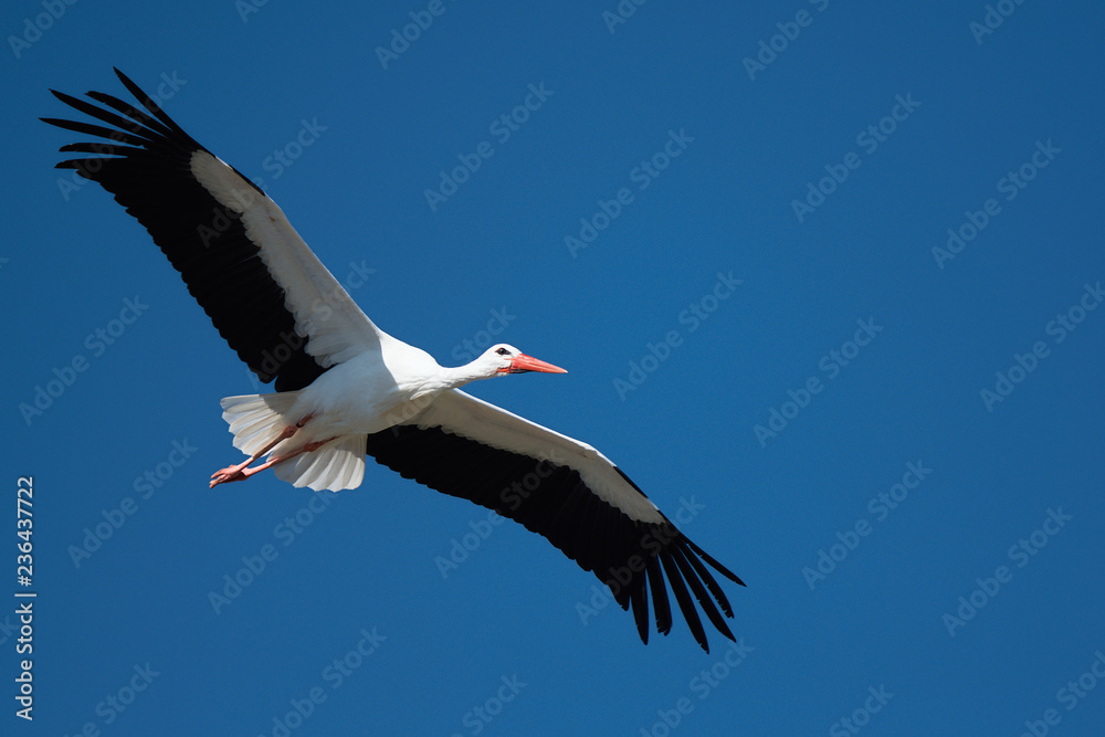 Obraz premium Flying stork under blue sky, stork flying in nature (Ciconia ciconia)