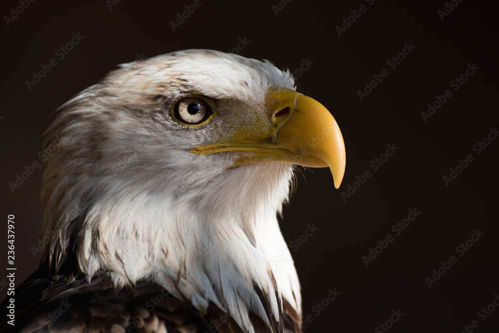 Naklejka premium Portret bielika Bielik, narodowy amerykański drapieżny ptak na czarnej tapecie