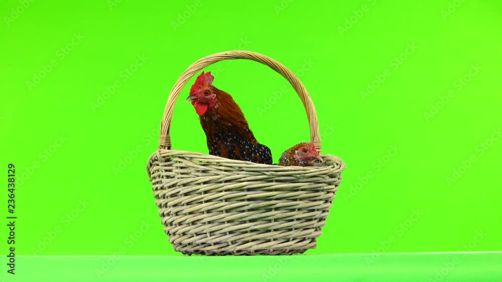 Rooster Milfleur and chicken sit in a basket on the green screen Rooster Milfleur and chicken sit in a basket on the green screen
