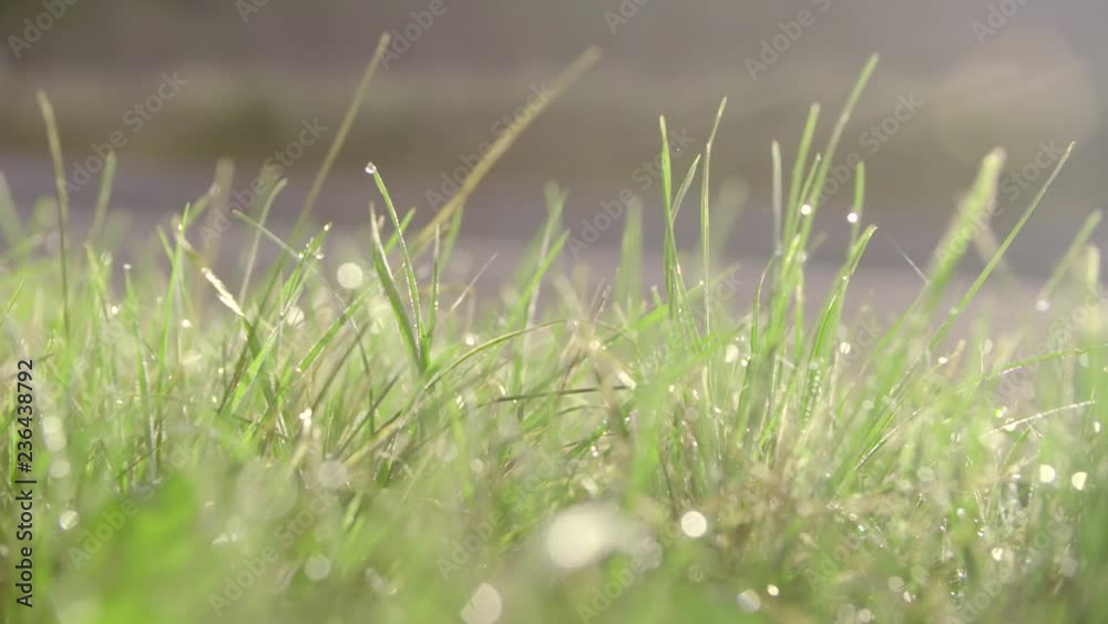 Green grass with drops of dew in slow motion. Beautiful sunrise on a summer meadow . Rural landscape with the blossoming field, lawn in sunbeams. Green grass with drops of dew in slow motion. Beautiful sunrise on a summer meadow . Rural landscape with the blossoming field, lawn in sunbeams.