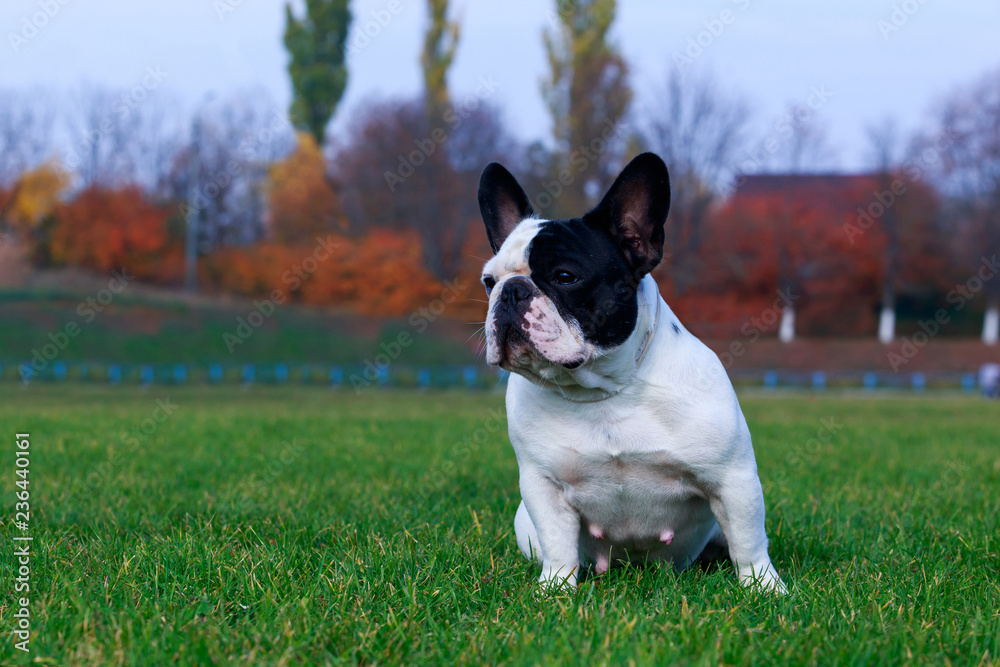 Dog breed French Bulldog