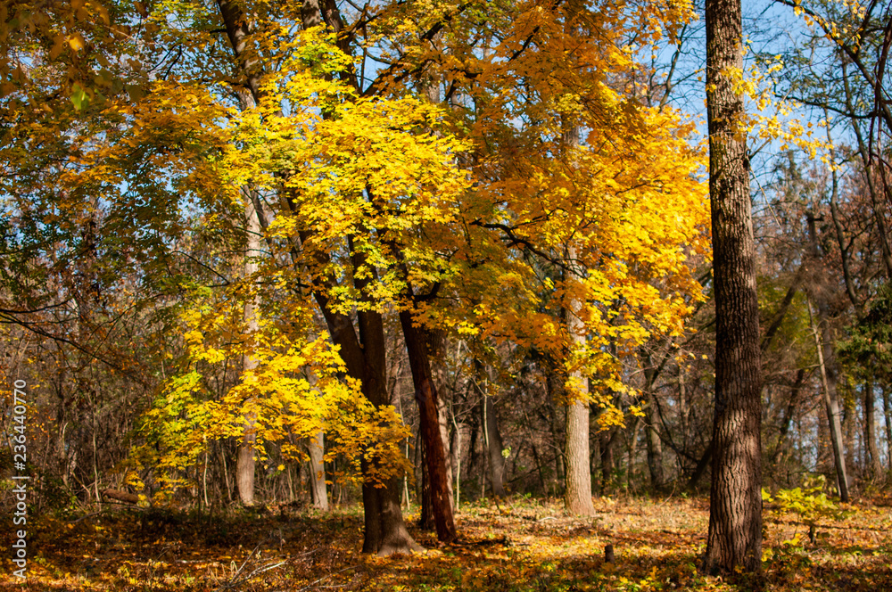 autumn in the park