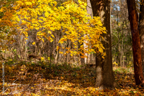 autumn in the park