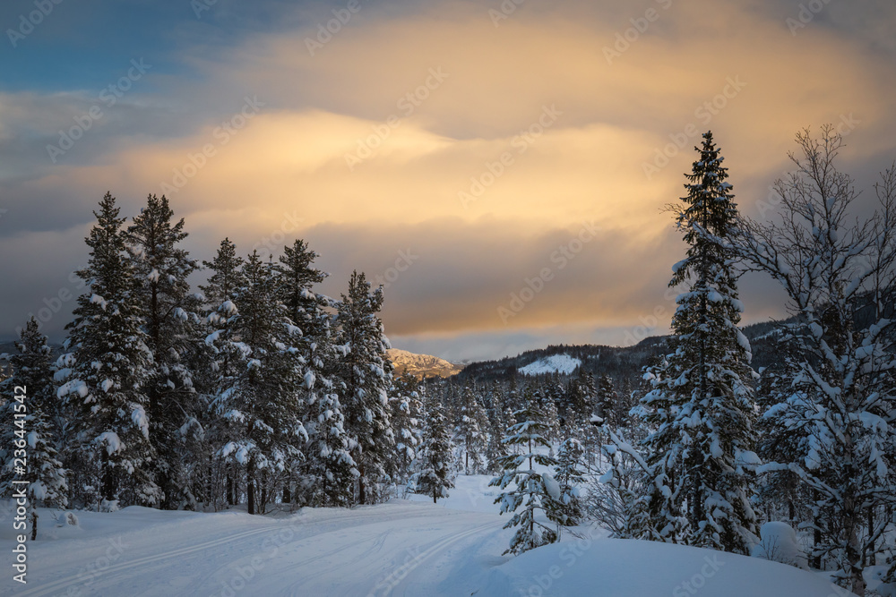 Fototapeta premium Deep fresh snow in norwegian forest. Boreal landscapes in winter scenery.